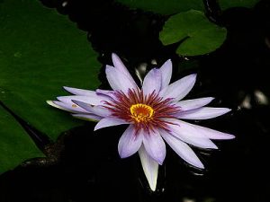 Blomst biodiversitet