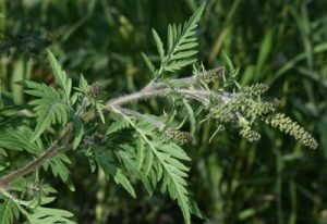 Den allergifremkaldende Bynkeambrosie, Ambrosia artemisiifolia L. Foto: Carsten Ambelas Skjøth/Astma-Allergi Danmark