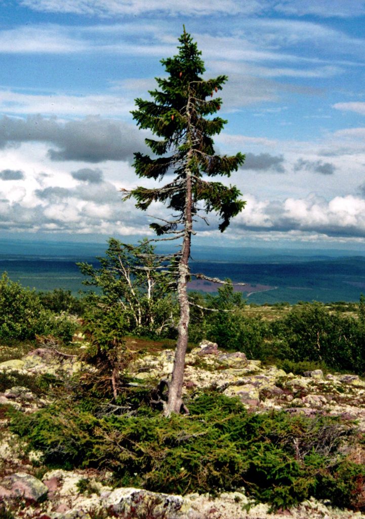 Old-Tjikko-2011-07-19-001