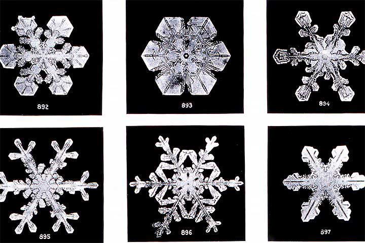 snowflakessavedforweb