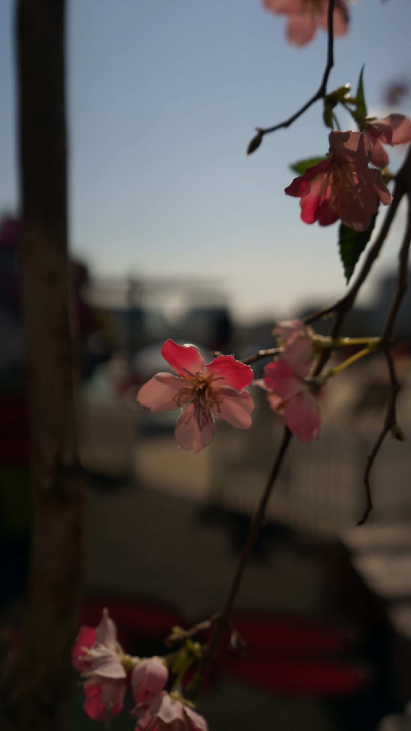 Lyserød blomst, blå himmel